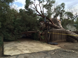 TREE DOWN