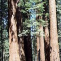 Trail Building Volunteers Needed In Sierra National Forest