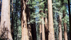 TREES