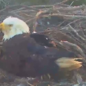 VIDEO: Eagle Webcam Sees New Chicks Born Live