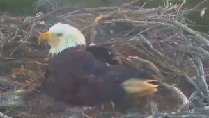 eagle