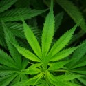 Marijuana, Gun Bust in Squaw Valley