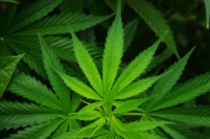 pot leaf