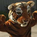 Fresno Chaffee Zoo Seeking Applicants To Assist ‘Taman The Tiger’