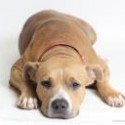 Adopting A Pet Made Easier With Tulare County’s New Website