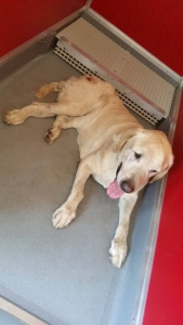 LAB HURT