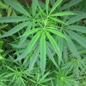 CA’s Largest Party Endorses Pot Legalization Initiative