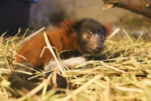 Lemur