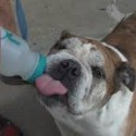 Extreme Heat Dangerous For Pets