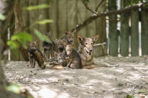Red Wolf