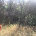 Dense Brush Hampering Search For Missing Fresno County Veteran