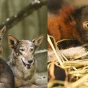Lemurs And Wolf Pups Among Newborn Additions At Fresno Chaffee Zoo