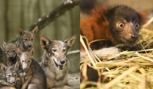 animals