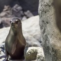 Fresno Chaffee Zoo Sea Lion Dies