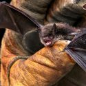 Rabid Dead Bat Prompts Health Department Warning