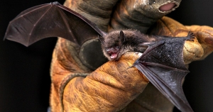 BAT