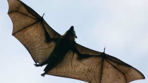 BATS 2