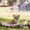 Fresno Chaffee Zoo Lioness Expecting Cubs