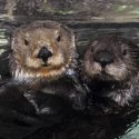 Reward For Slain California Coastal Otters