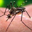 Two California Babies Born With Zika Related Birth Defects