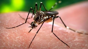 ZIKA