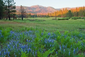 Alpenglow_Meadow