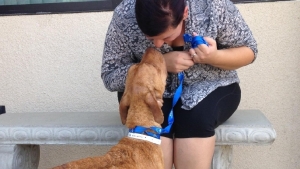 cent-cal-spca