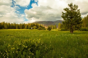 Meadow_Afternoon Light