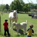 Study: Farm Kids Less Likely to Suffer from Allergies, Asthma