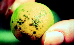 citrus-canker-on-fruit