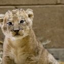 Contest Underway to Name New Chaffee Zoo Lion Cub