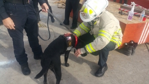 fire-dog-tessa