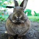 FDA Recalls Rabbit Food