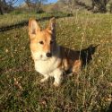 California’s First Dog Sutter Brown Dead At 13