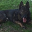 Parlier Police K9 Found Dead