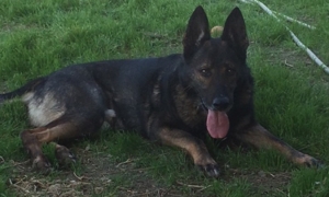 parlier-police-k9-indy