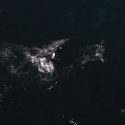 Watch: Mother Whale Defends Calf from Orcas in Monterey Bay
